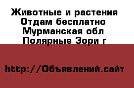 Животные и растения Отдам бесплатно. Мурманская обл.,Полярные Зори г.